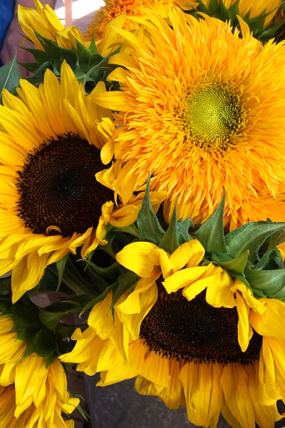 08.20Sunflowers