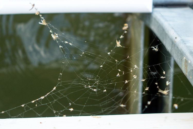 03Web2