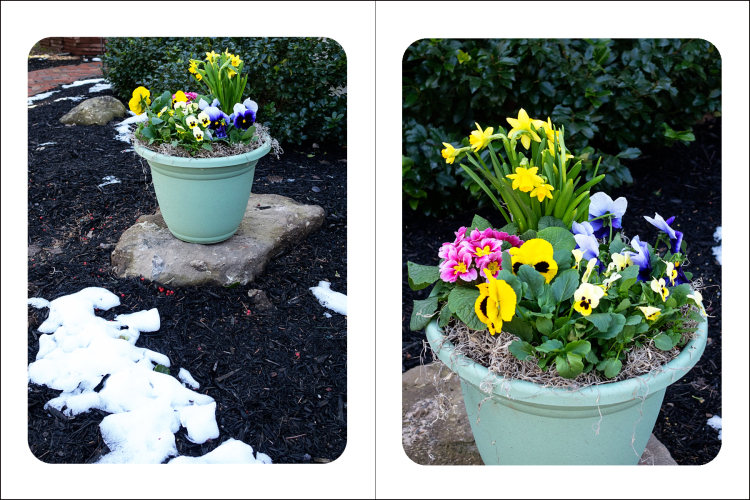 SpringFlowers