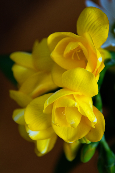 IMG_0838ed