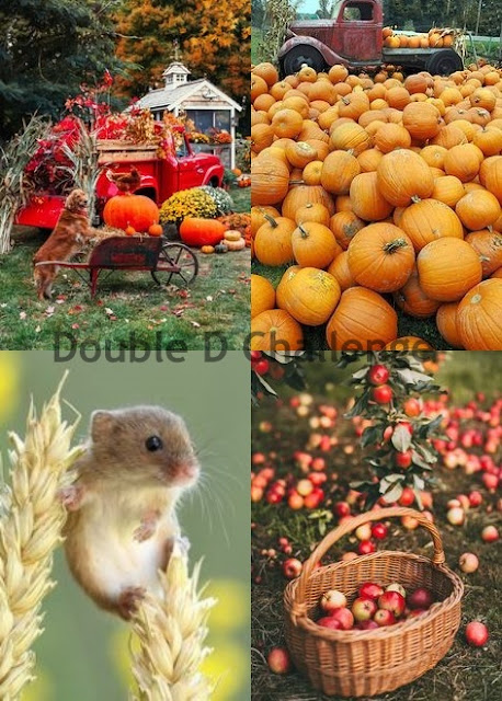Cards DD harvest 24