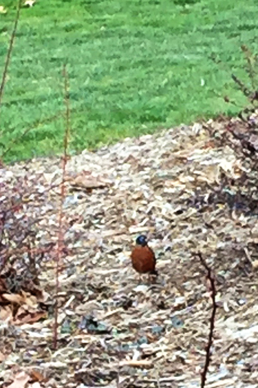 Robin_blog
