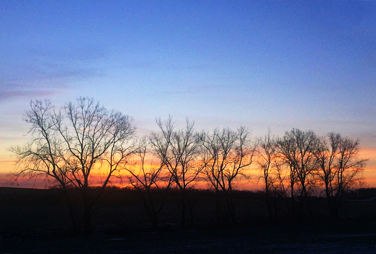 Trees_blog