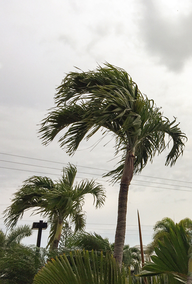 WindyPalms_blog