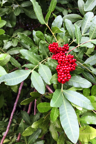 Berries_blog