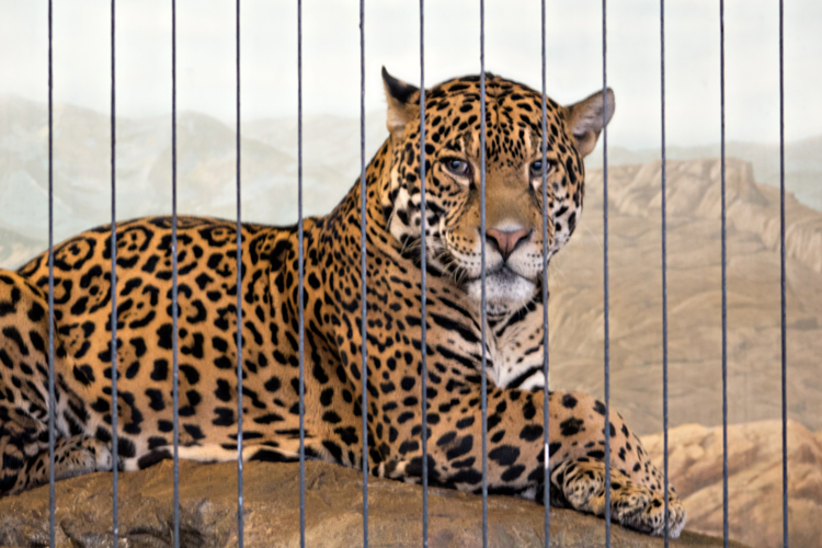 Cheetah_blog