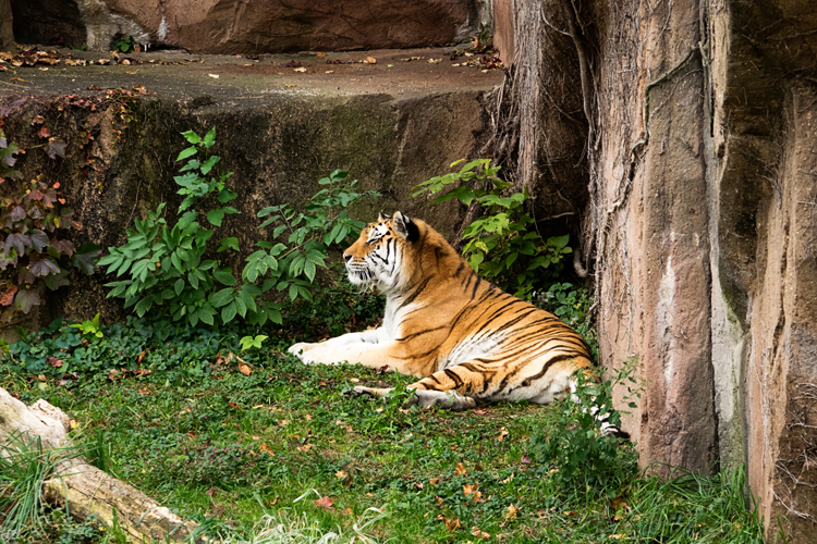 Tiger_blog