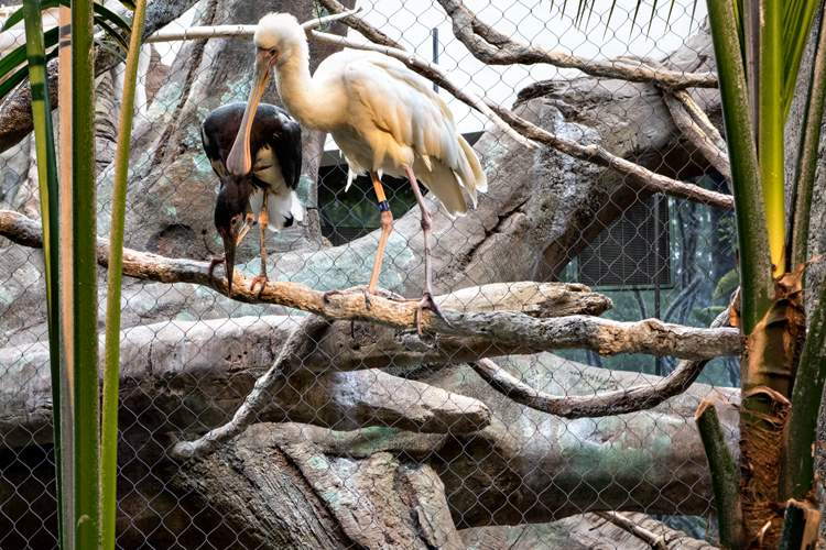 BirdPair1_blog
