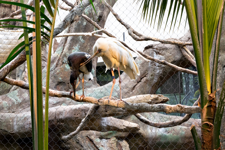 BirdPair2_blog