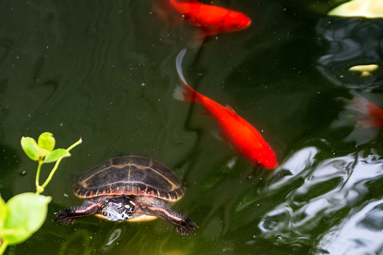 Turtle1