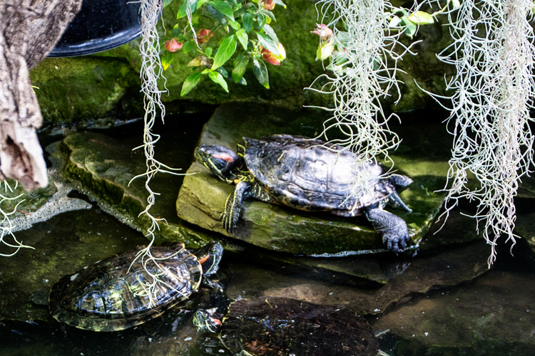 Turtles2