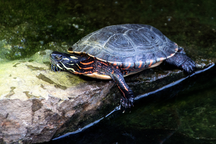Turtles3