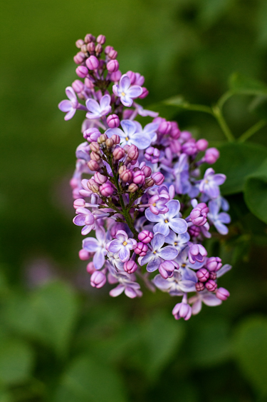 Bud&Flower