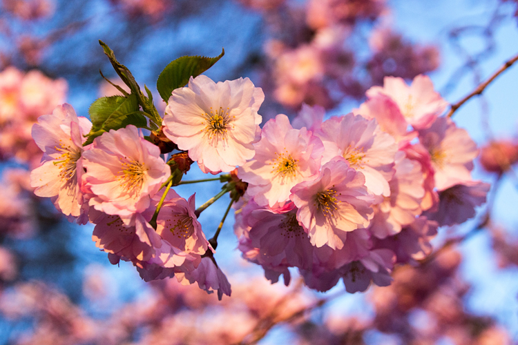 BlossomZI1