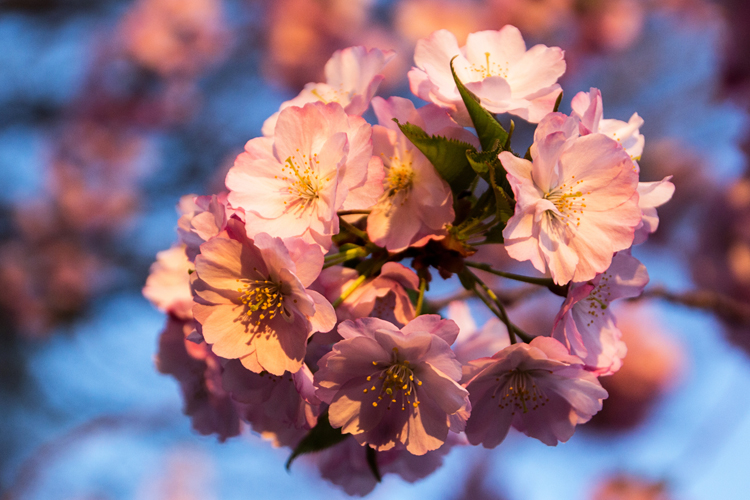 BlossomZI