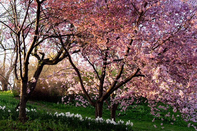 Blossoms2