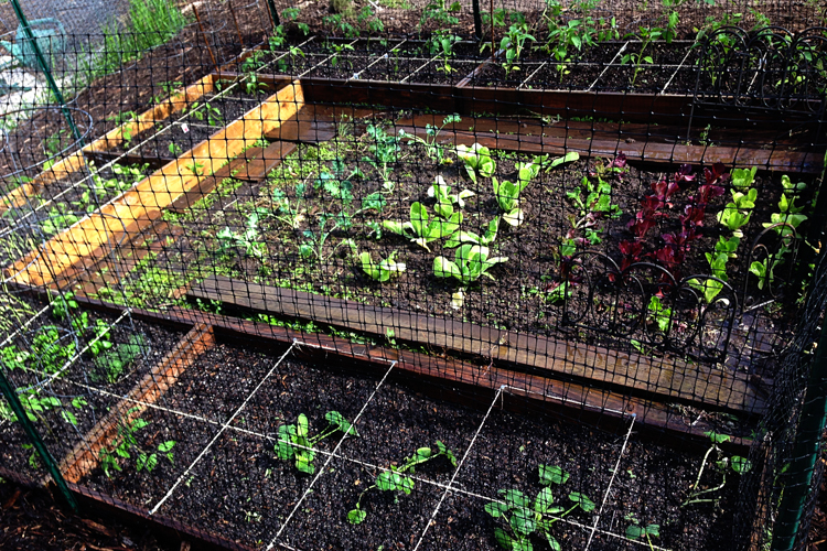 Garden_blog