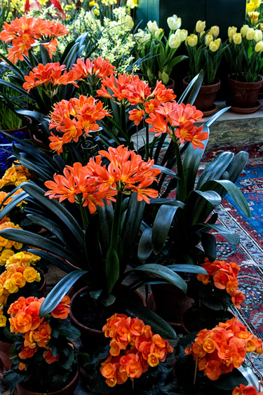 Clivia_blog