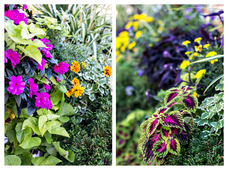 FlowersForBlog