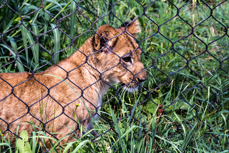 Lion_blog