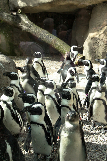 Penguins_blog