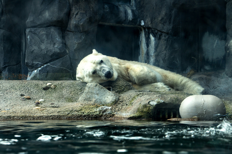 PolarBear_blog