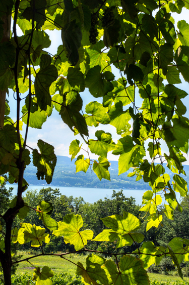 ViewFromSilverThread_blog