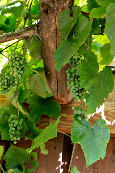 Grapes2_blog