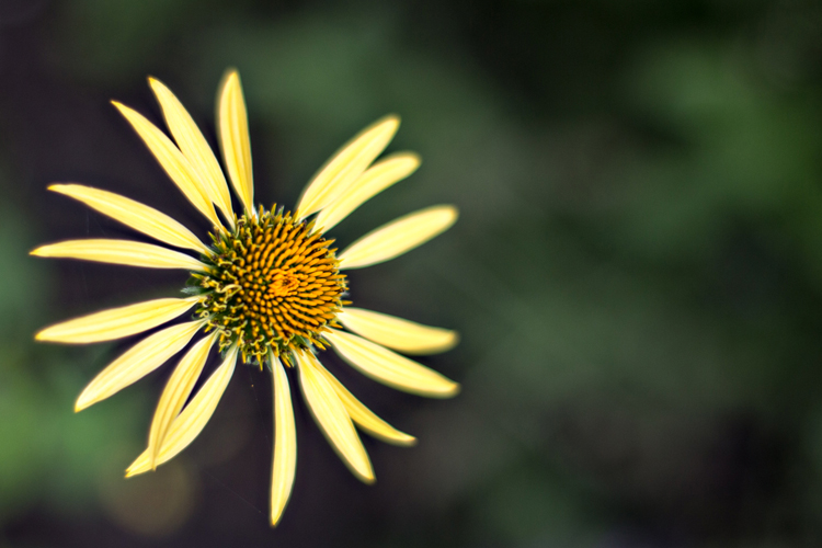 YellowRubekia_blog