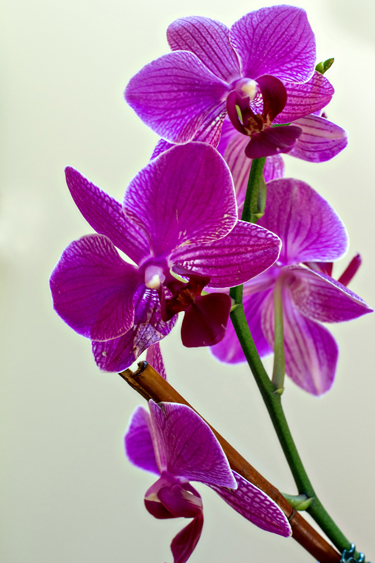 Orchid2Week26_blog