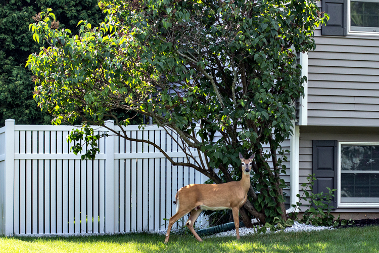 DeerFence_blog