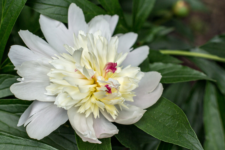 PeonyWk23_blog