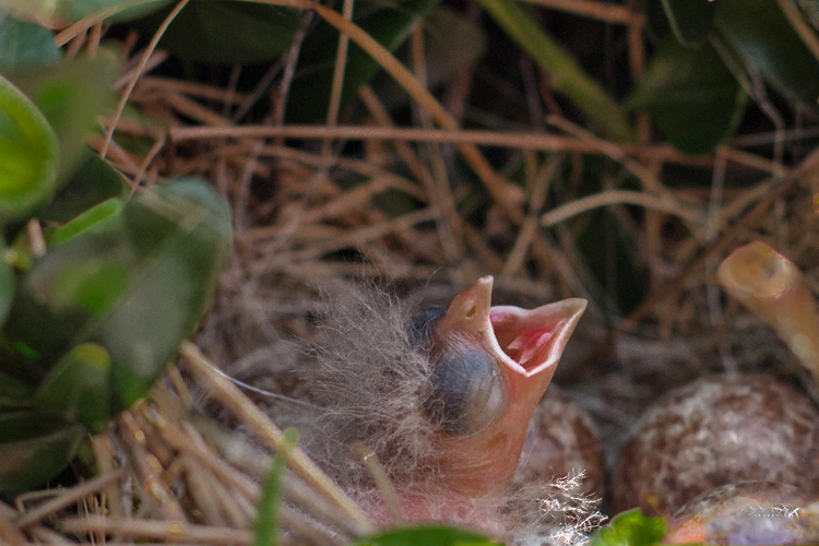 BabyBirdWk24_blog