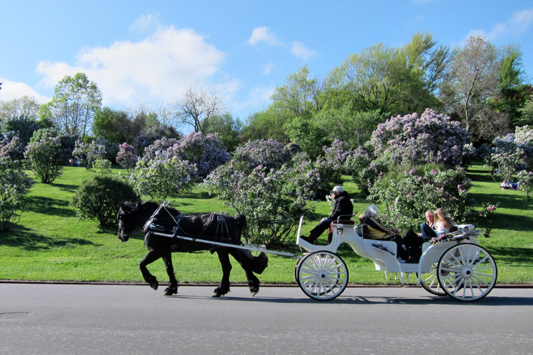 5.11Horse&Carriage1_blog