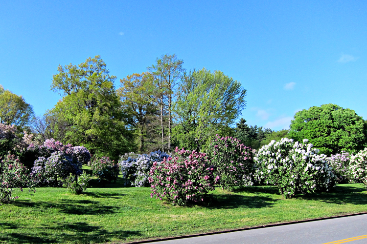 Park1_blog