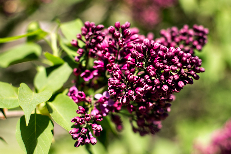 PurpleLilac_blog