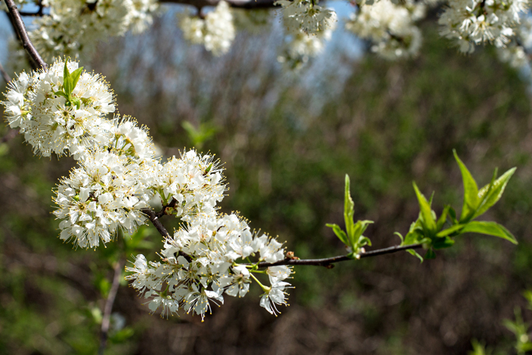 WhiteBlossoms_blog