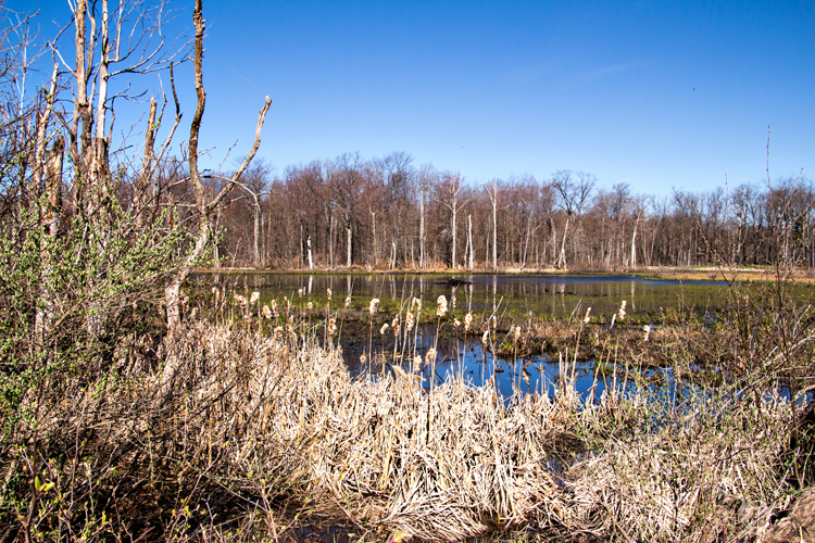 UplandBog_blog