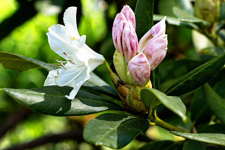 5.2Rhododendron_blog