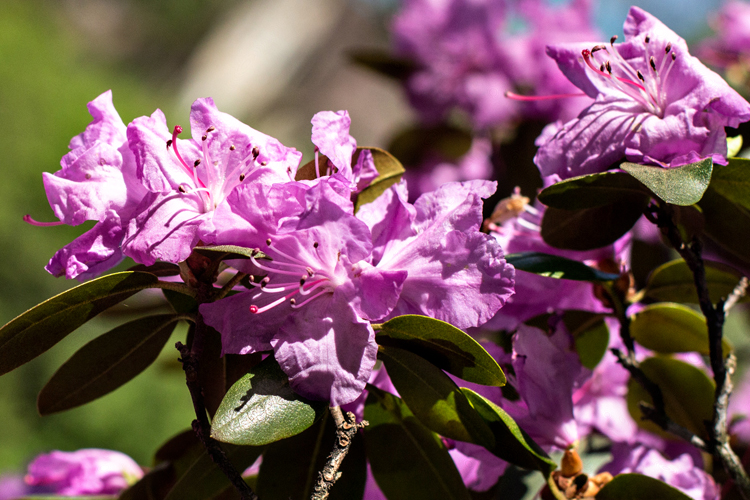 Azalea_blog