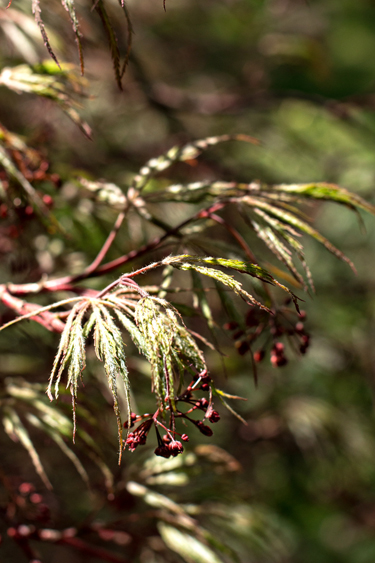 JapaneseMaple_blog