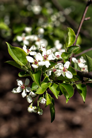 5.1PearTree_blog