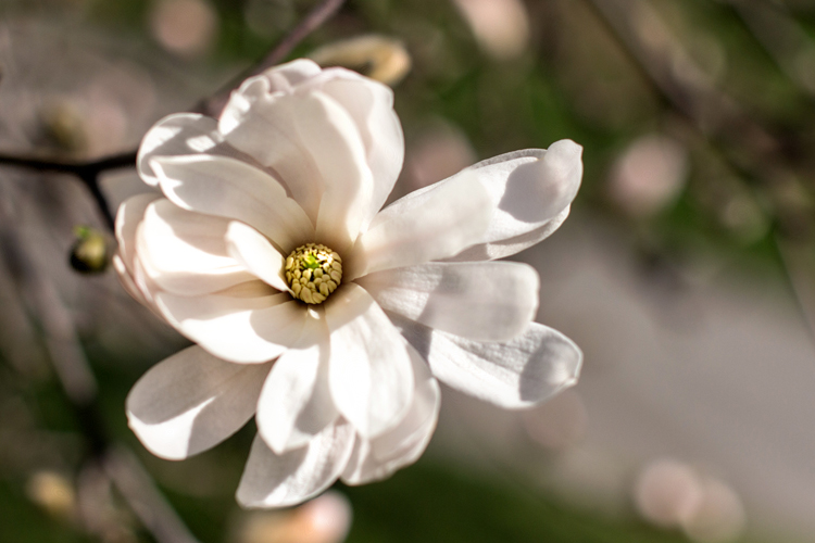 Magnolia1_blog