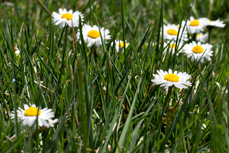 TinyDaisies_blog