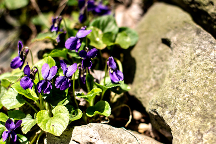 4.17Violets_blog