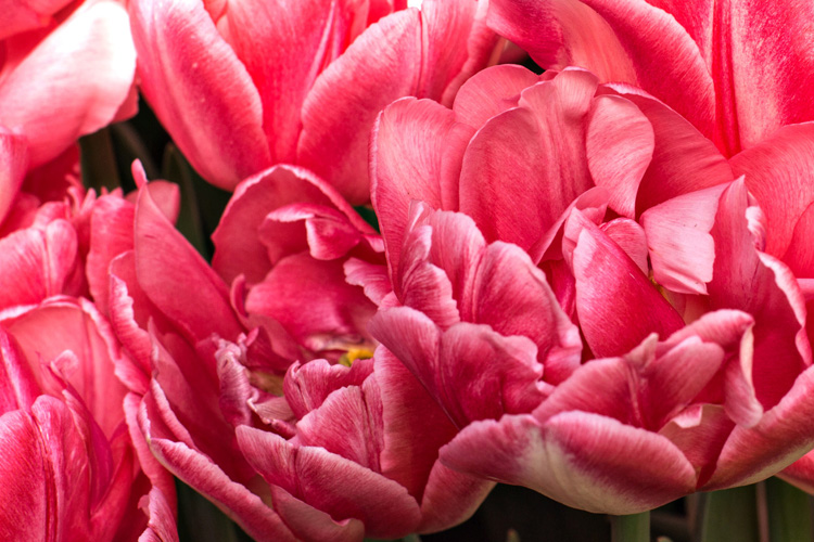 4.6Tulips_blog