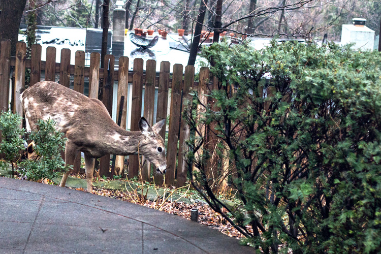 Deer_blog