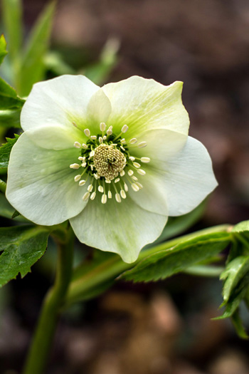 4.9Helleborus_Blog