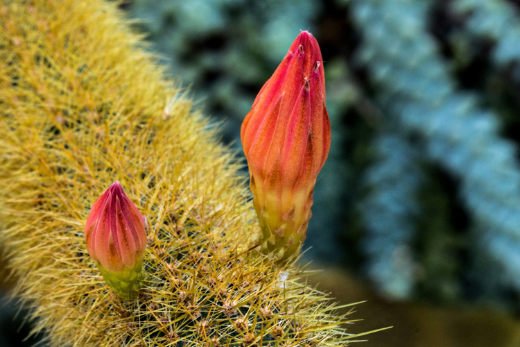 CactiBuds_blog