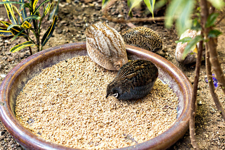 Quails1_blog